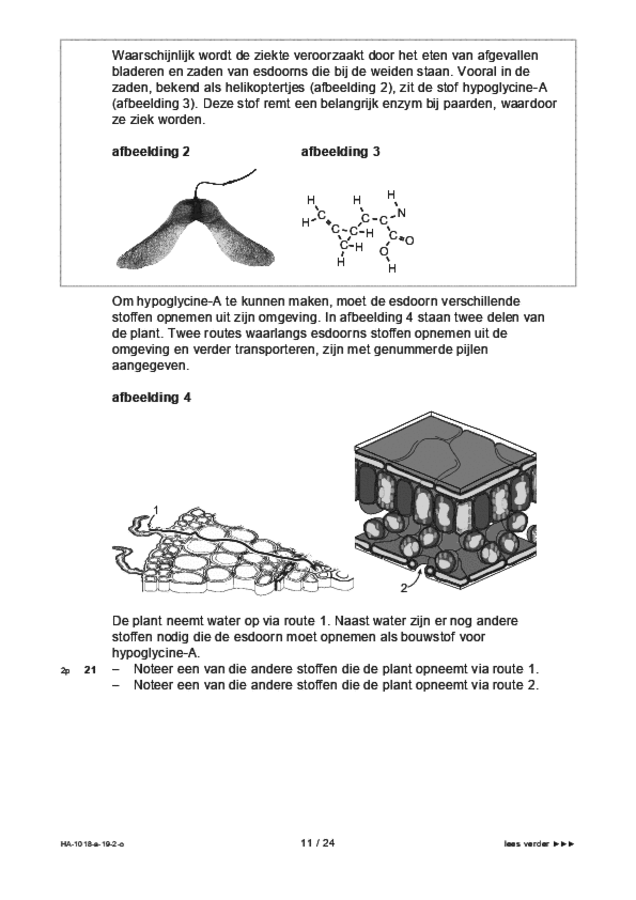 Opgaven examen HAVO biologie 2019, tijdvak 2. Pagina 11