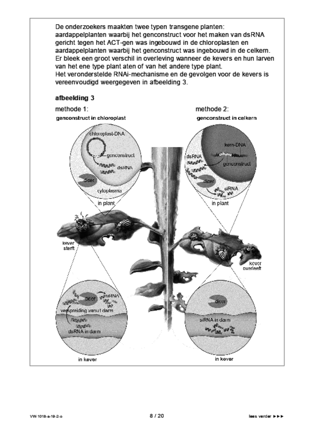 Opgaven examen VWO biologie 2019, tijdvak 2. Pagina 8