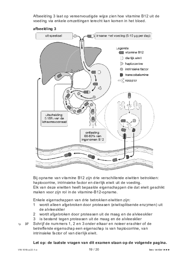 Opgaven examen VWO biologie 2022, tijdvak 1. Pagina 19